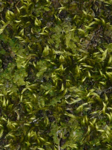 moss  texture