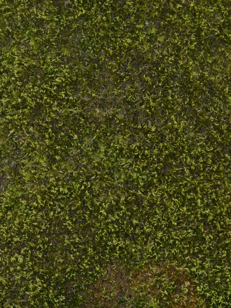 moss  texture