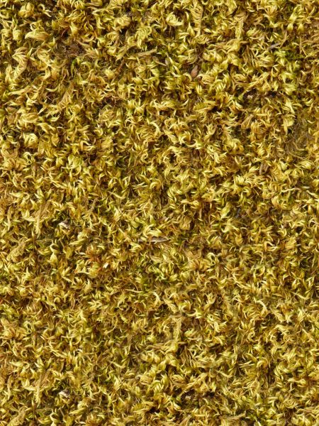 moss  texture