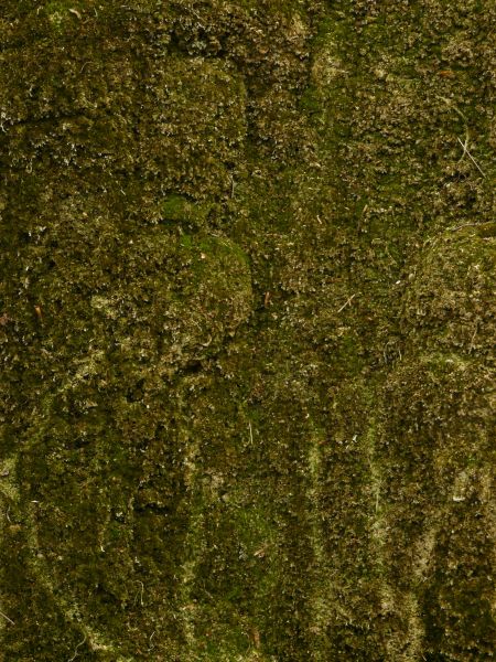 moss  texture