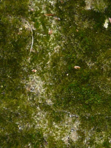 moss  texture