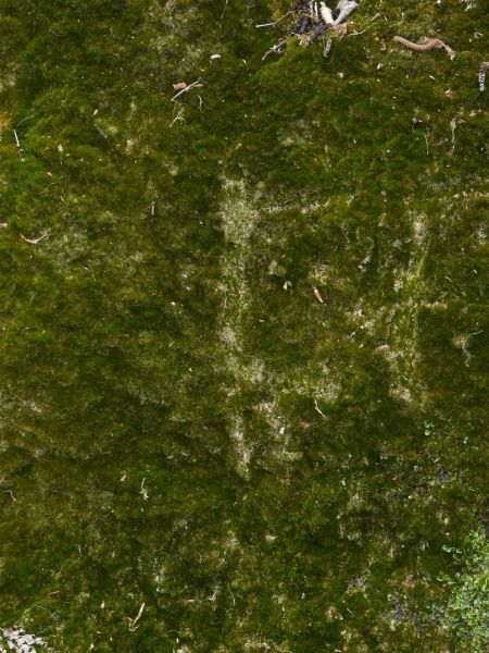 moss  texture