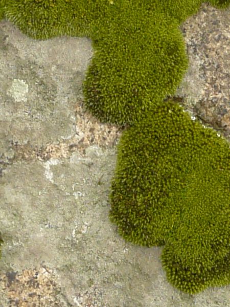 moss  texture