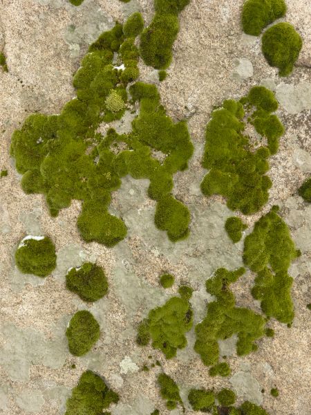 moss  texture