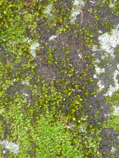 moss  texture