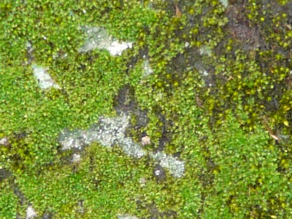 moss  texture