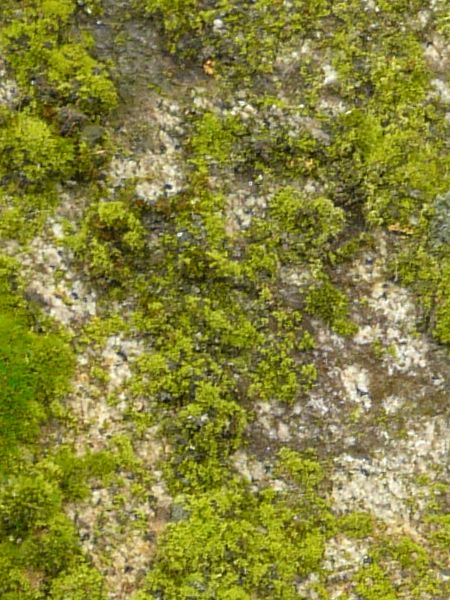 moss  texture