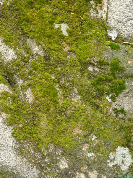 moss  texture