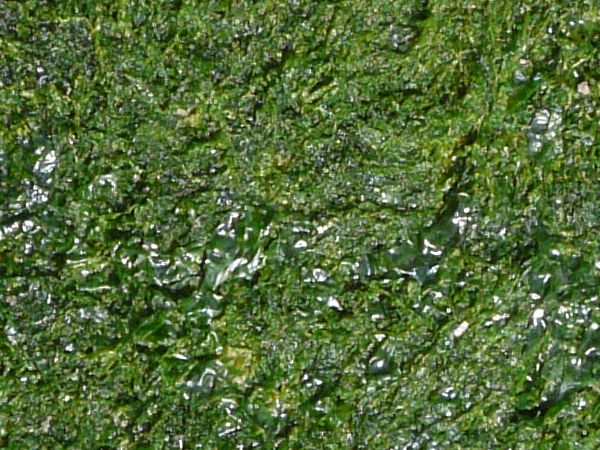 moss  texture