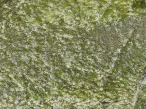 Moss Textures Texturelib