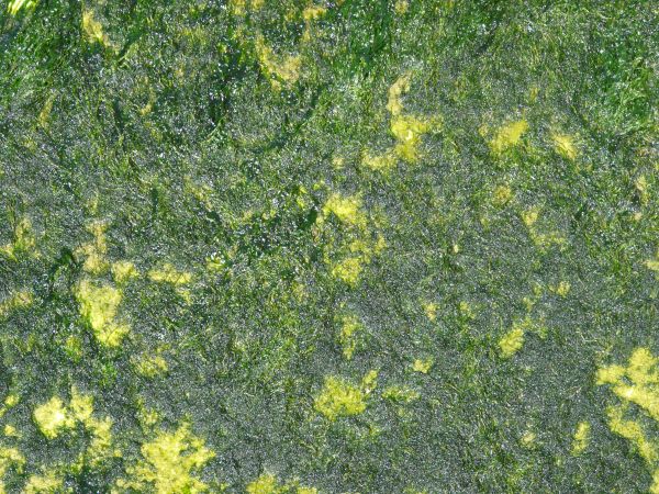 moss  texture