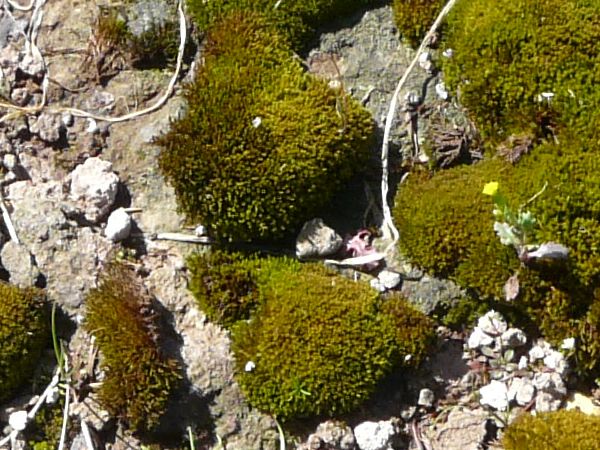 moss  texture