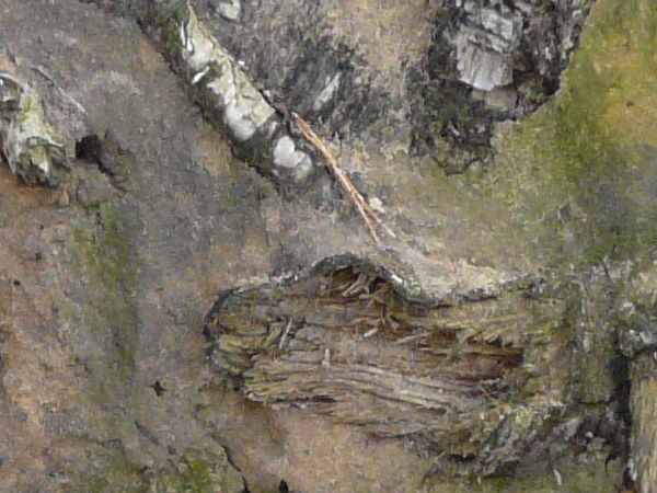 root  texture