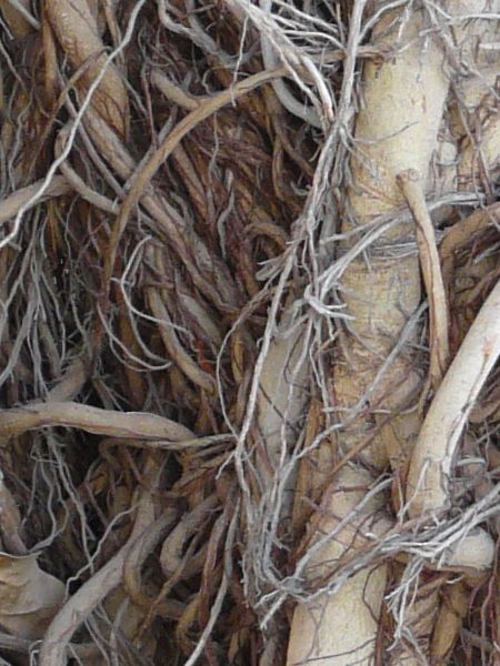 root  texture