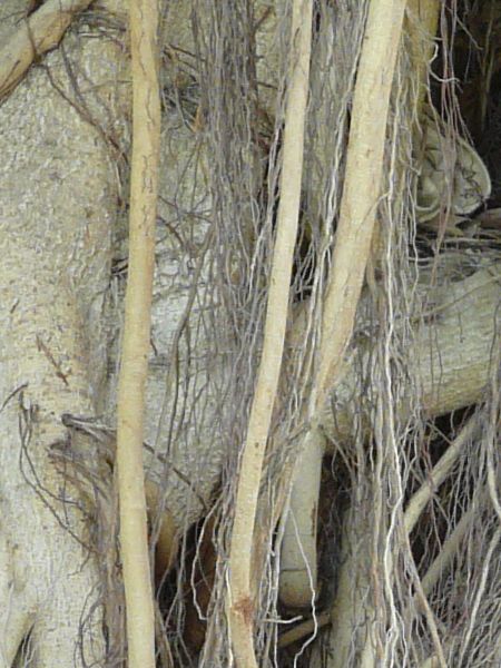 root  texture
