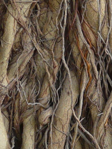 root  texture