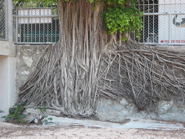 root  texture