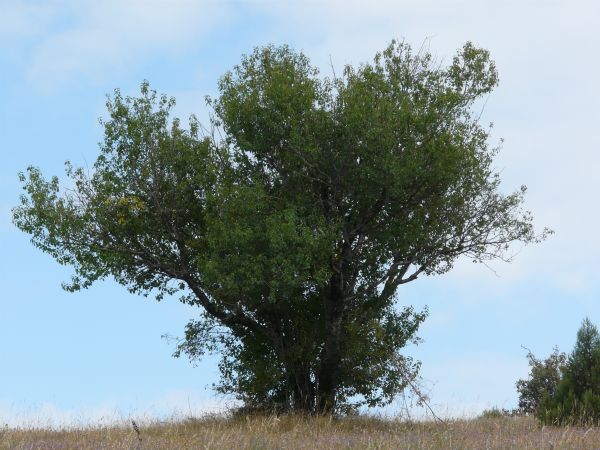 tree  texture