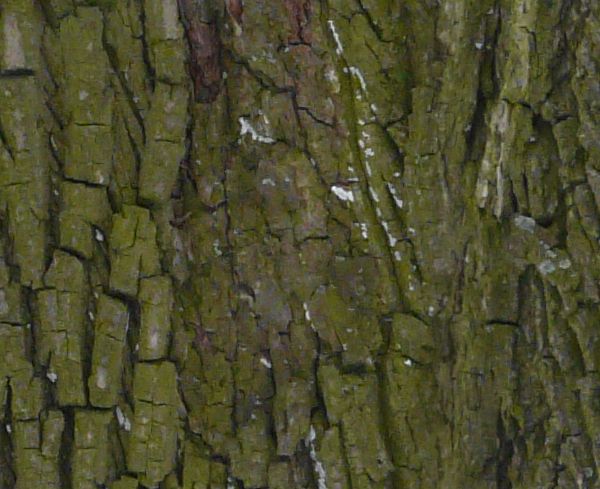 trunk  texture