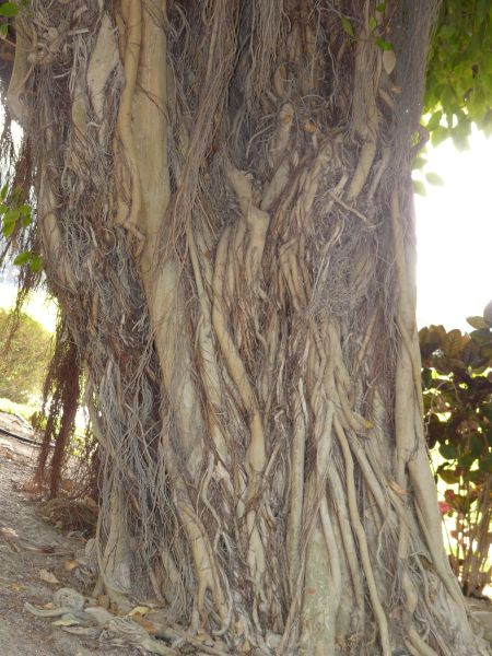trunk  texture