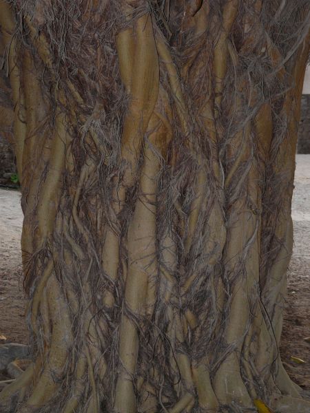trunk  texture