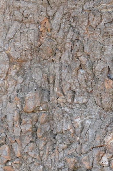 trunk  texture