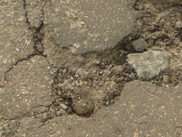 Road texture, brown in color, with a small hole worn into the center with crumbling rock and thin cracks surrounding it.