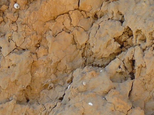 Rock surface in consistent, beige tone with very rough consistency and cracks throughout.