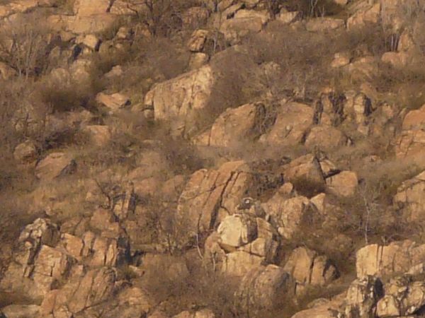 Landscape with jagged rock cliffs in brown tones and long, dry grass throughout.