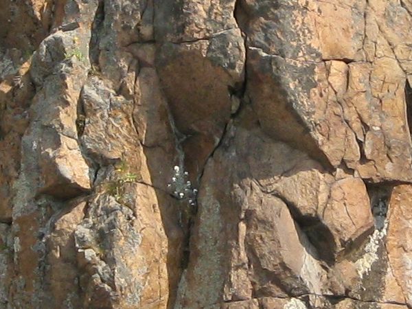 Rock cliff texture in brown and grey tones consisting of jagged, crumbling rock.