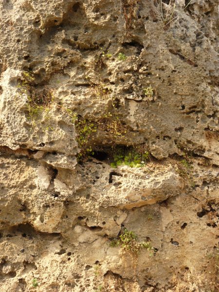 Rock cliff with very rough surface and small, vine-like plants in cracks.