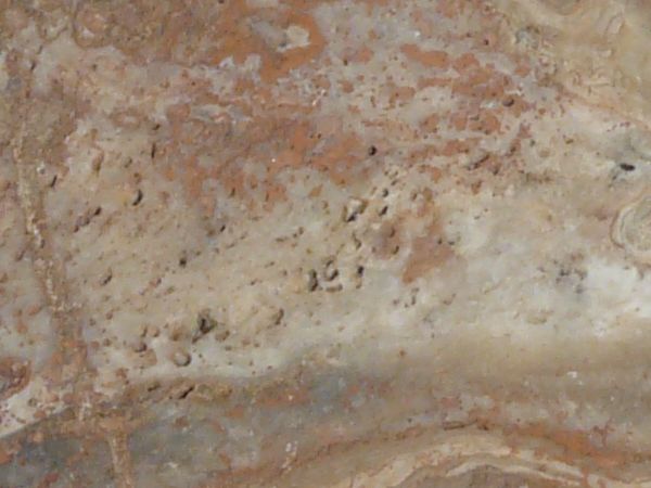 Smooth cut section of stone in brown tones with random patterns on surface.