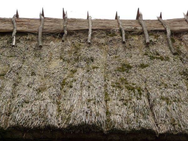 Roof of thatched, dry straw material with small spots of green moss.