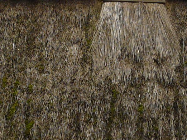 Roof texture of matted, grey straw with patches of green moss.