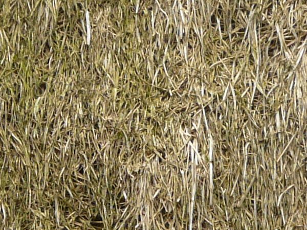 Seamless roof texture containing long, dry grass in pale green tone.