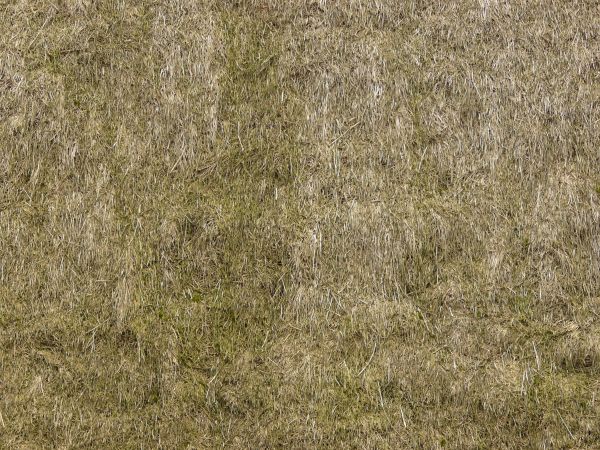 Seamless roof texture containing long, dry grass in pale green tone.