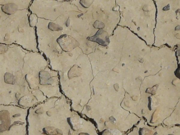 Cracked soil texture covered with long, thin cracks and embedded with numerous small brown rocks.