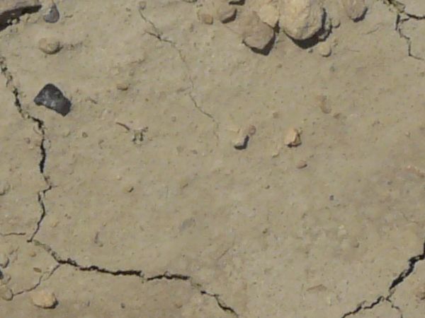 Cracked soil texture covered with long, thin cracks and embedded with numerous small brown rocks.