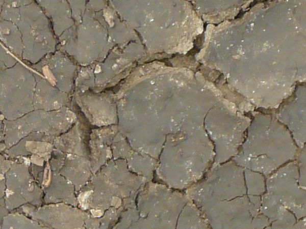 Cracked soil texture dried into small tiles of dark grey earth. Bits of white rock and debris are present throughout.