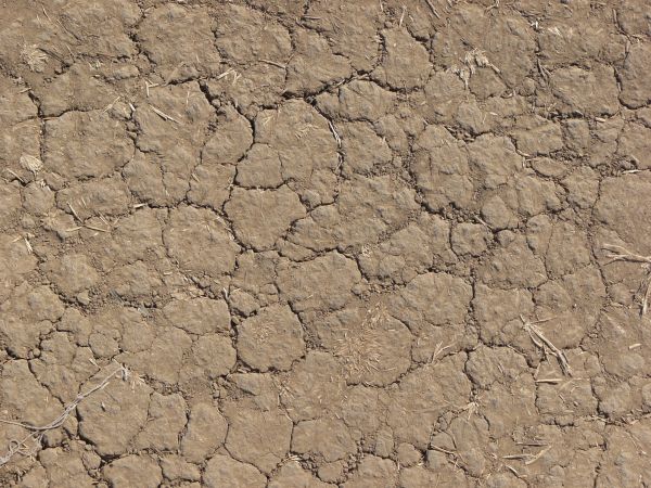 Cracked soil texture, dried into sections with varying degrees of definition, covered with fine brown soil. Bits of dried brown weeds are present throughout.