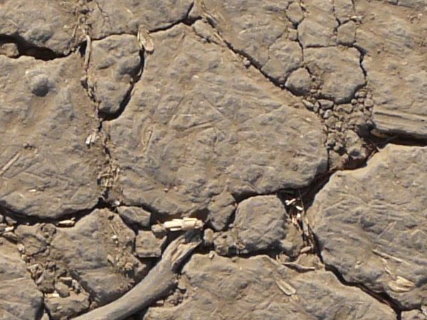 Cracked soil texture, dried into sections with varying degrees of definition, covered with fine brown soil. Bits of dried brown weeds are present throughout.
