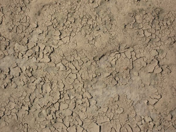 Cracked soil texture dried into small, thin chips irregularly throughout the light brown surface.