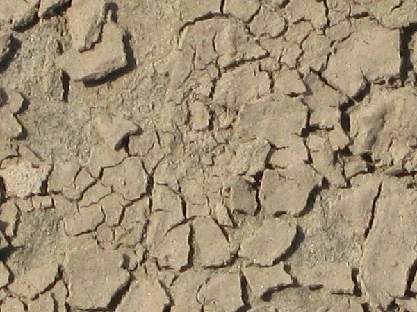 Cracked soil texture dried into small, thin chips irregularly throughout the light brown surface.