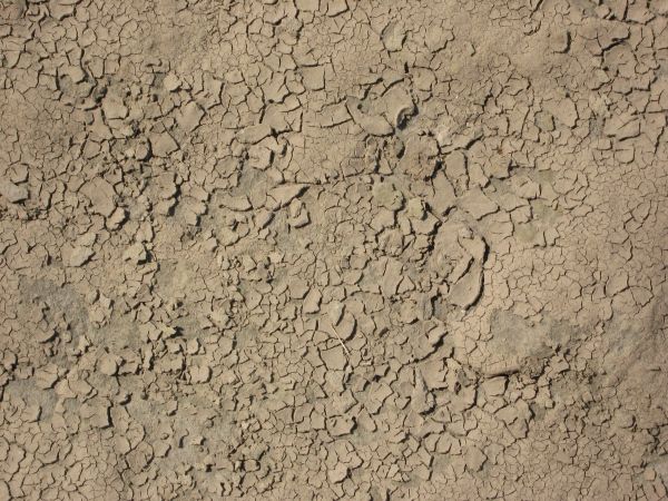 Cracked soil texture dried into small, thin chips irregularly throughout the light brown surface.