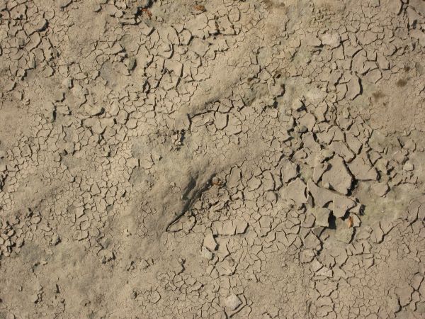 Cracked soil texture dried into small, thin chips irregularly throughout the light brown surface.