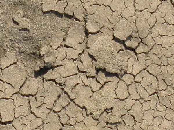 Cracked soil texture dried into small, thin chips irregularly throughout the light brown surface.
