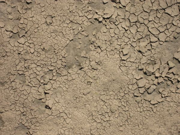 Cracked soil texture dried into small, thin chips irregularly throughout the light brown surface.
