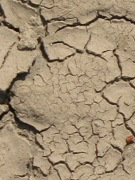 Cracked soil texture dried into small, thin chips irregularly throughout the light brown surface.