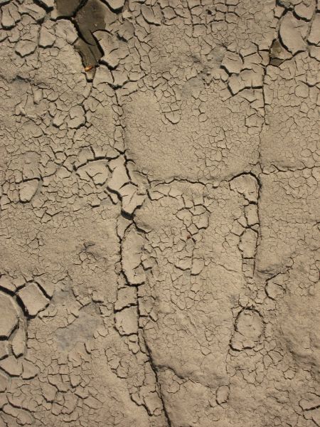Cracked soil texture dried into small, thin chips irregularly throughout the light brown surface.