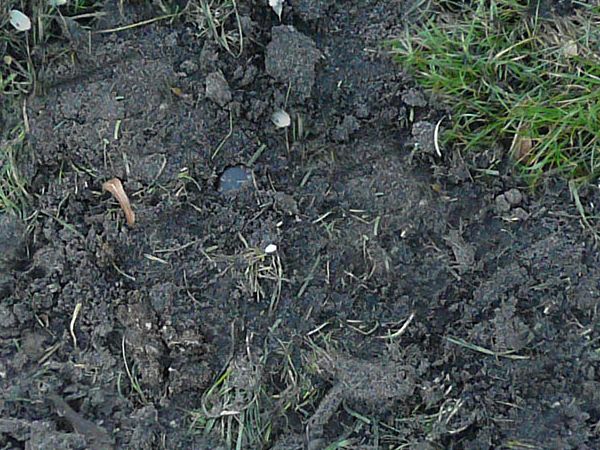 Uneven, damp soil texture, with patches of bright, thin grass and some small sticks and rocks.